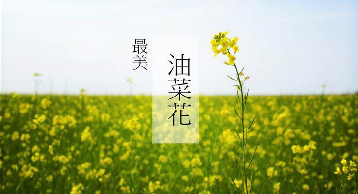 春天來了之最美油菜花ppt模板